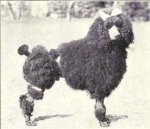 Non-Corded_Poodle_from_1915