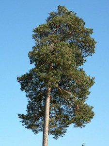 Pine_tree