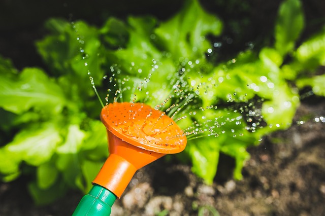 gardening tips water NMB