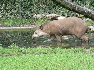 Tapir_zoo-1
