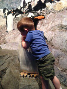 Chattanooga Aquarium Penguin Hugs