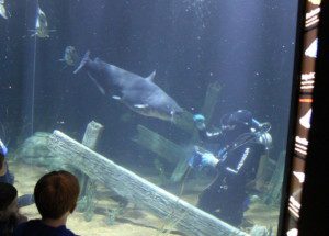 Chattanooga_Aquarium