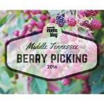 Berry Picking in Middle Tennessee! {2016}